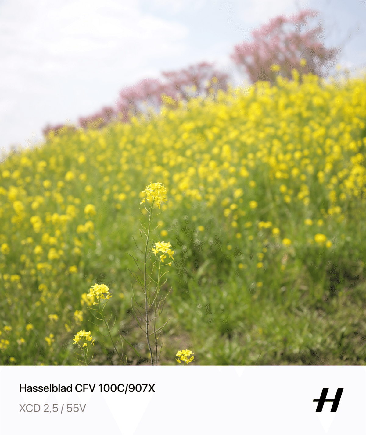 菜の花🌼と桜🌸で、画角比較検証（CF60、CF80、XCD 55