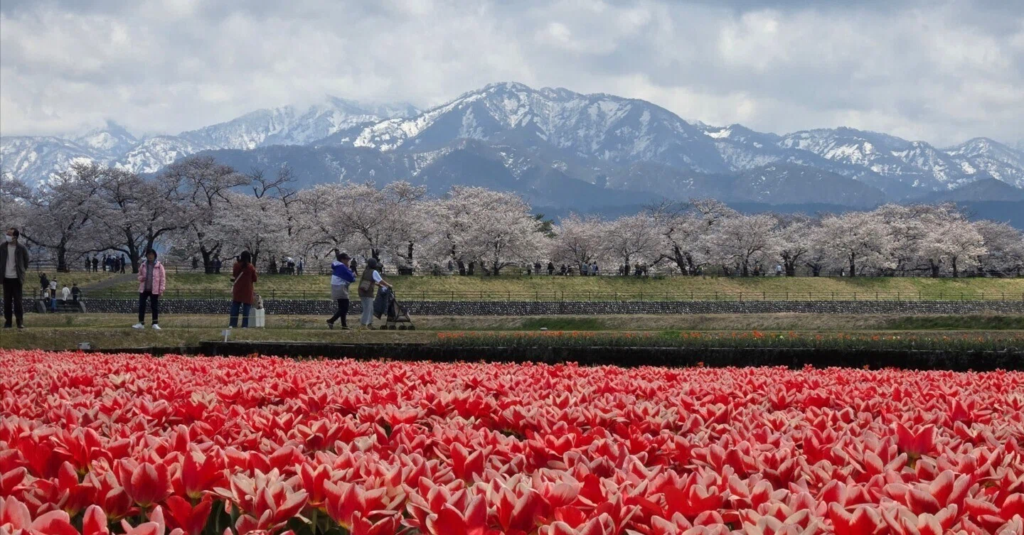 あさひ舟川春の四重奏｜おじじのしりじ