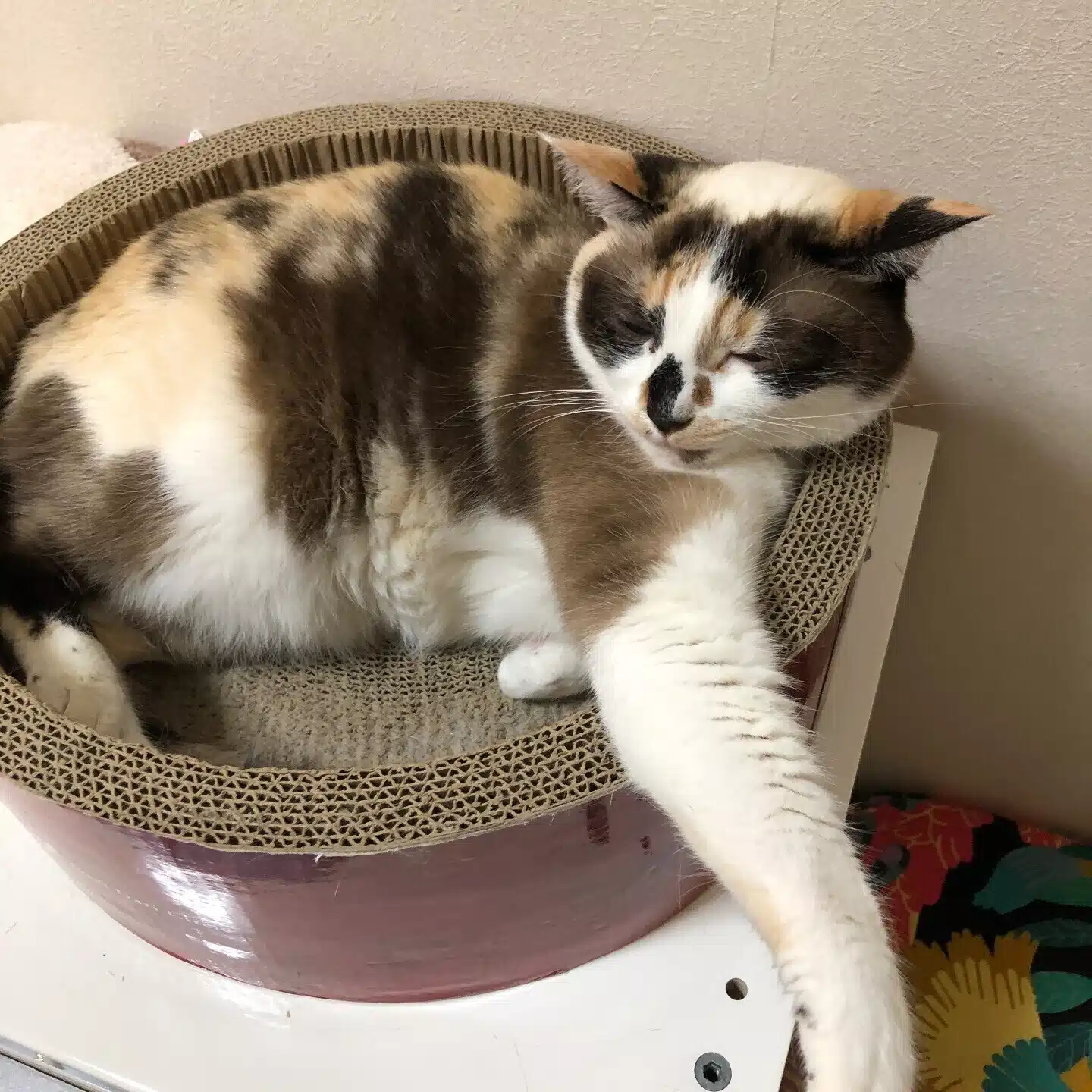 チャイ