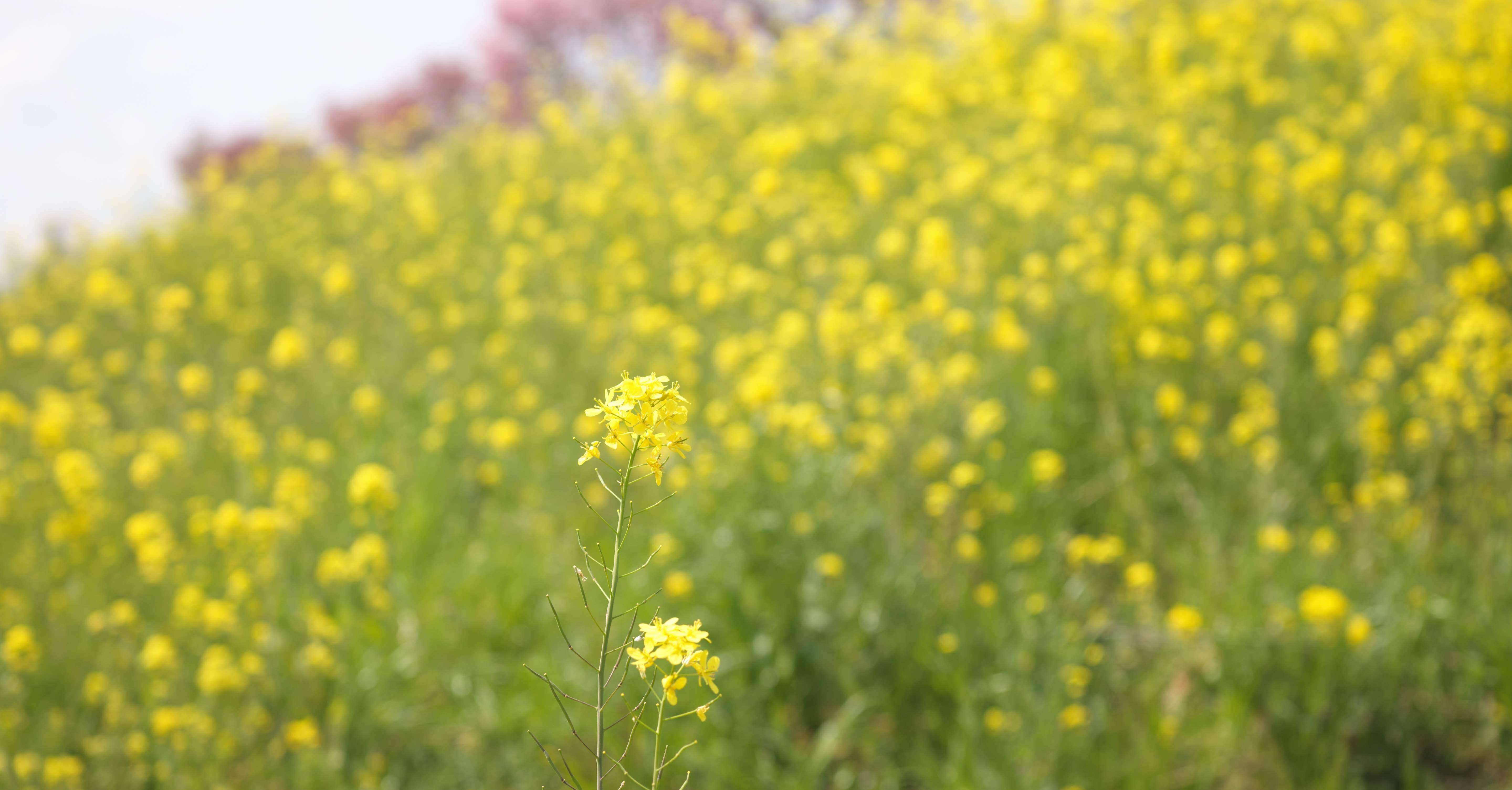 菜の花🌼と桜🌸で、画角比較検証（CF60、CF80、XCD 55