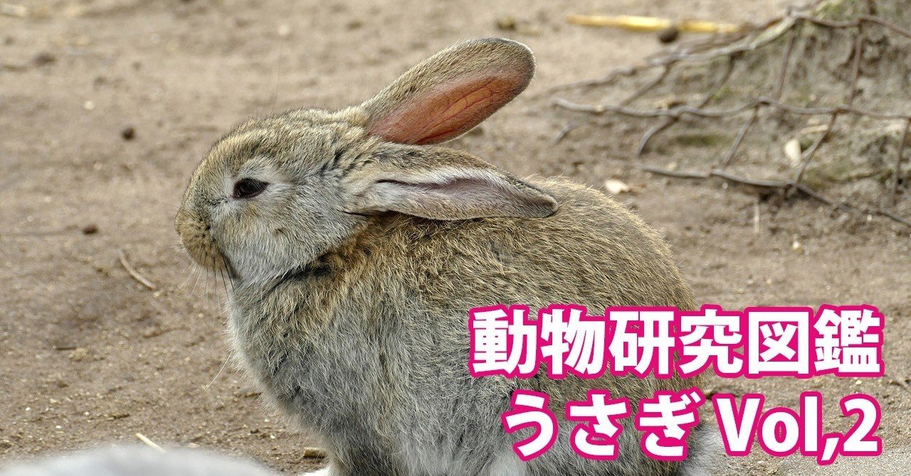動物研究図鑑 うさぎvol 2 Note0036 アニマルイラストレーターryo Note