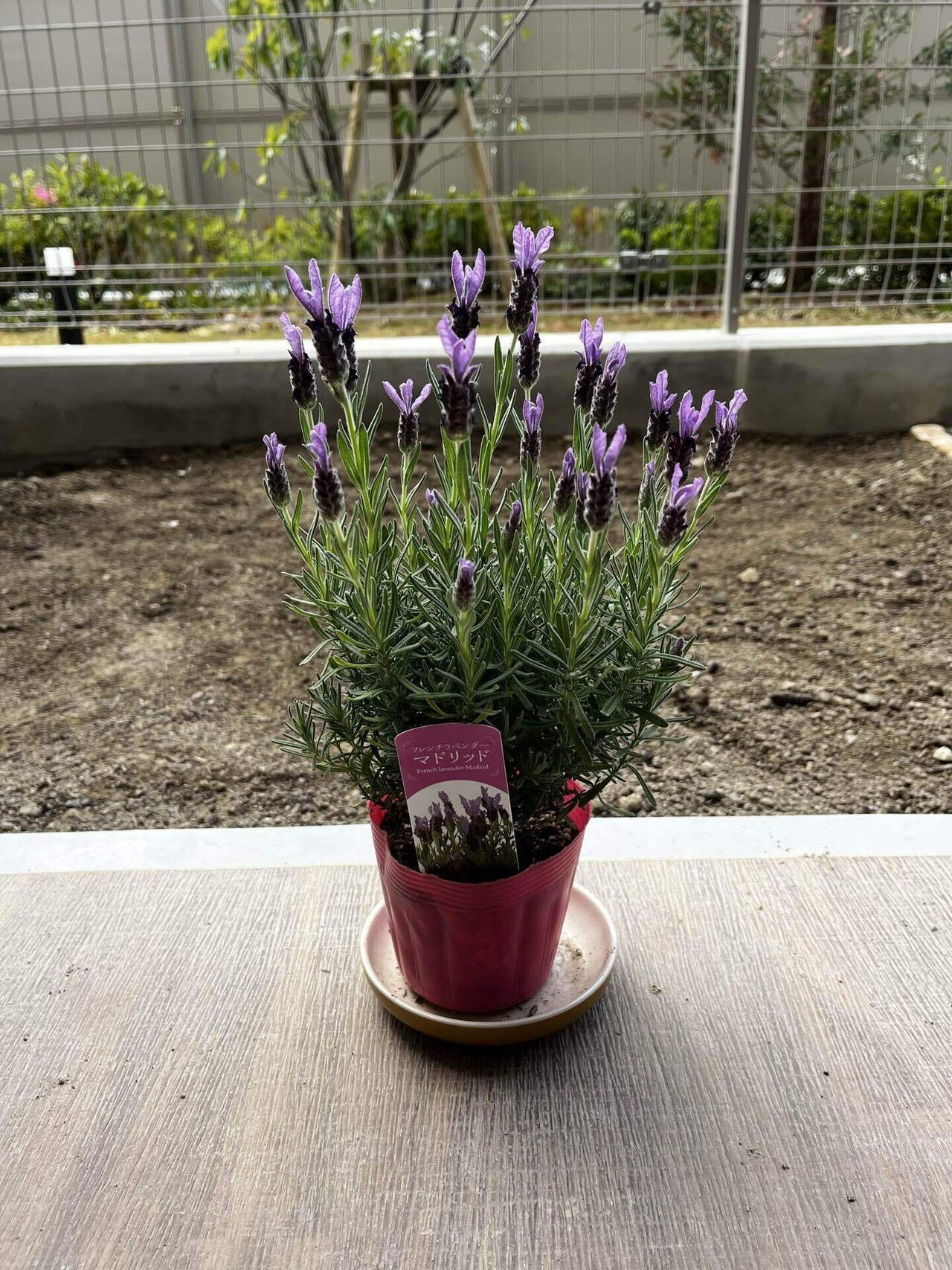 フレンチラベンダー🪻の生育日記｜だっぺ