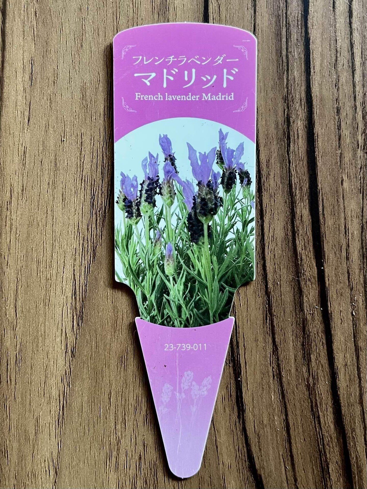 フレンチラベンダー🪻の生育日記｜だっぺ