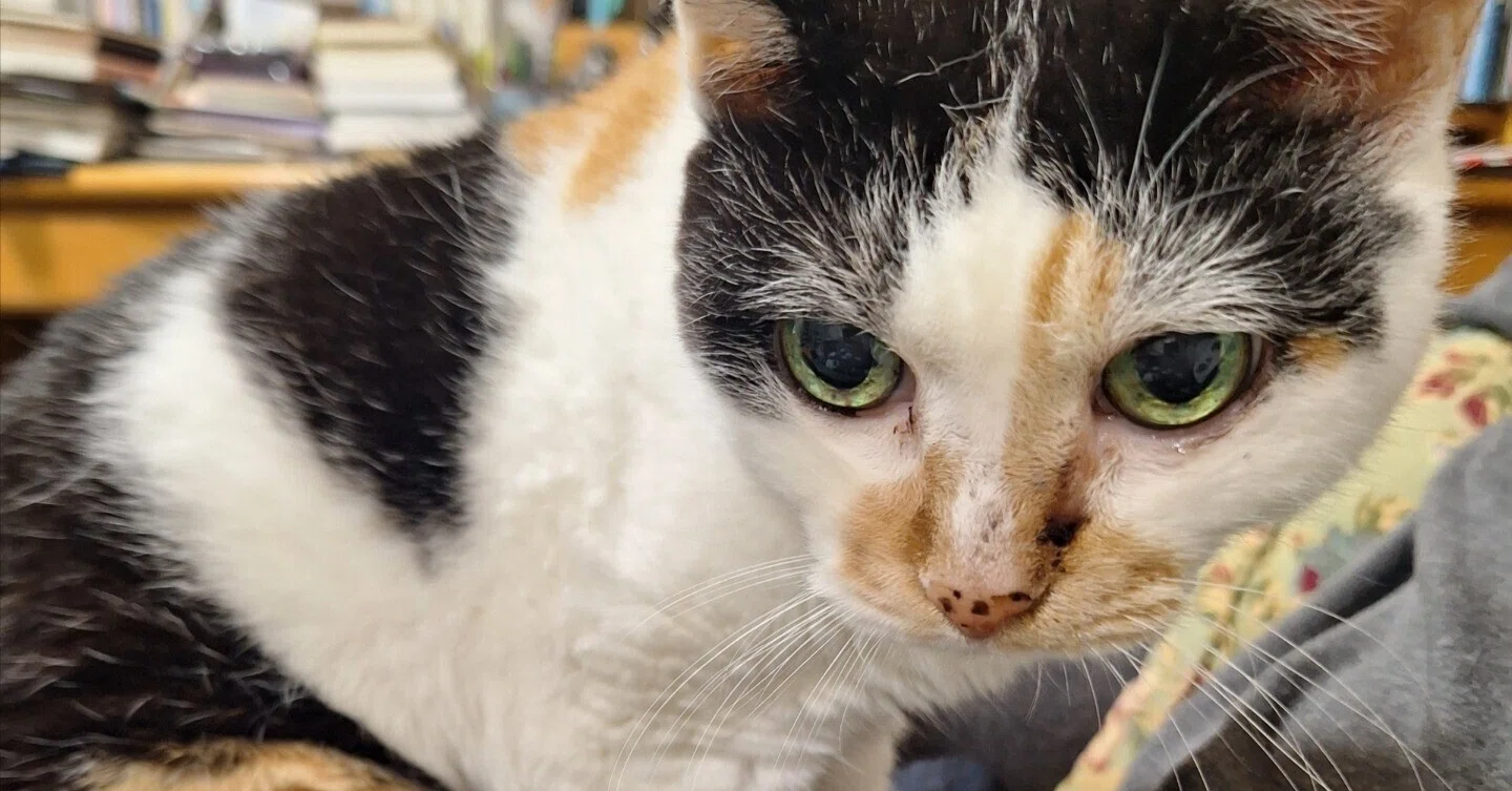 22歳になったミケ猫の話｜皮肉屋ジョー🎭世の中まぜるな危険