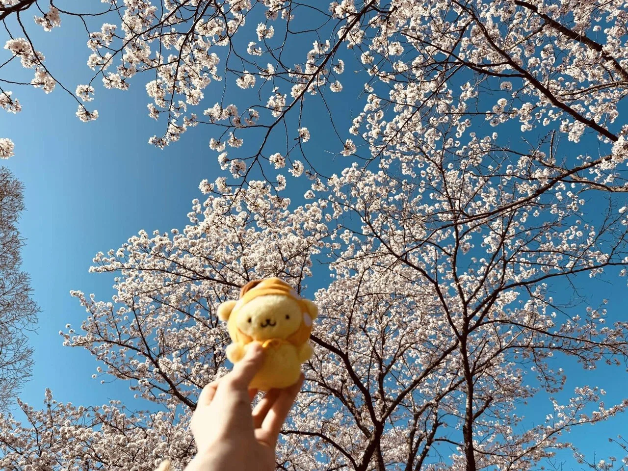 ポムちゃんとお花見｜aaachiii