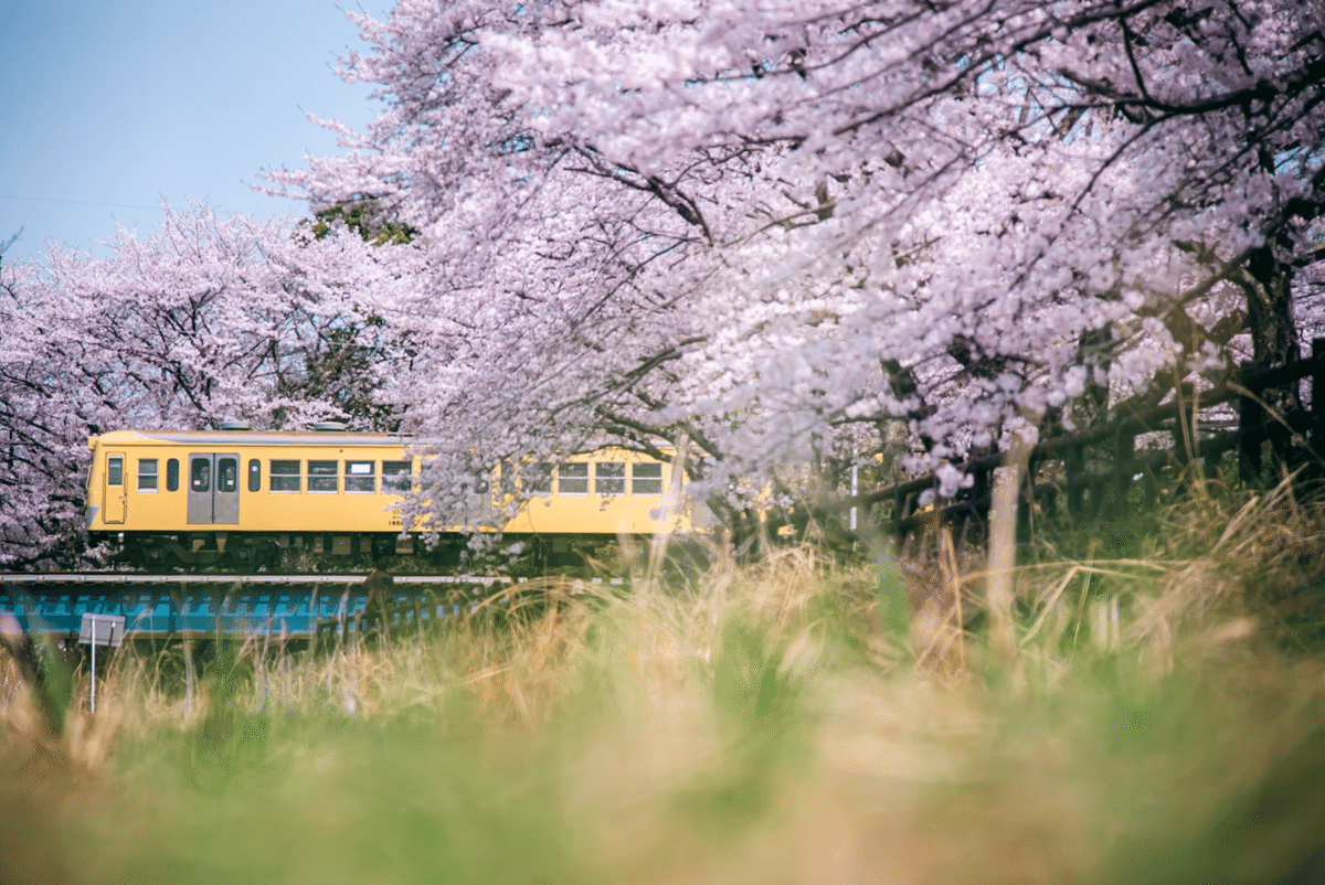 桜を撮る in 三岐鉄道｜、、、