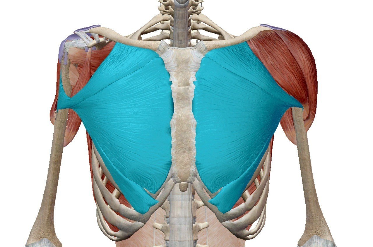 大胸筋 の解剖学と効率的なトレーニング方法 パーソナルトレーナーsho Note