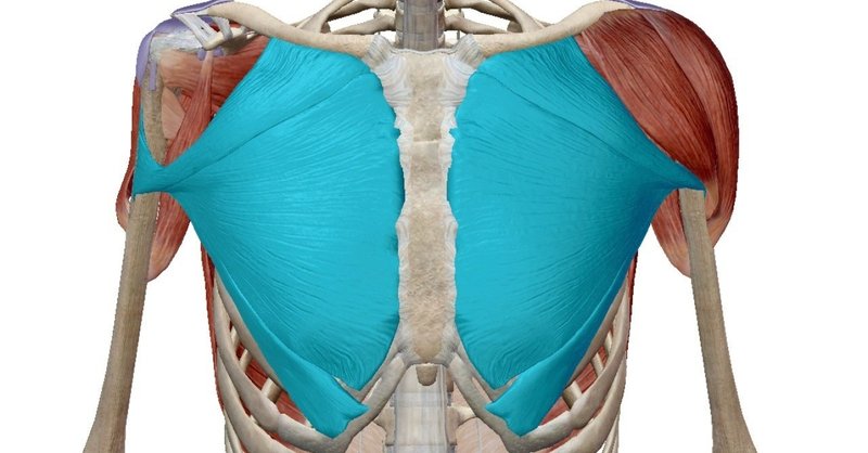 大胸筋 の解剖学と効率的なトレーニング方法 パーソナルトレーナーsho Note