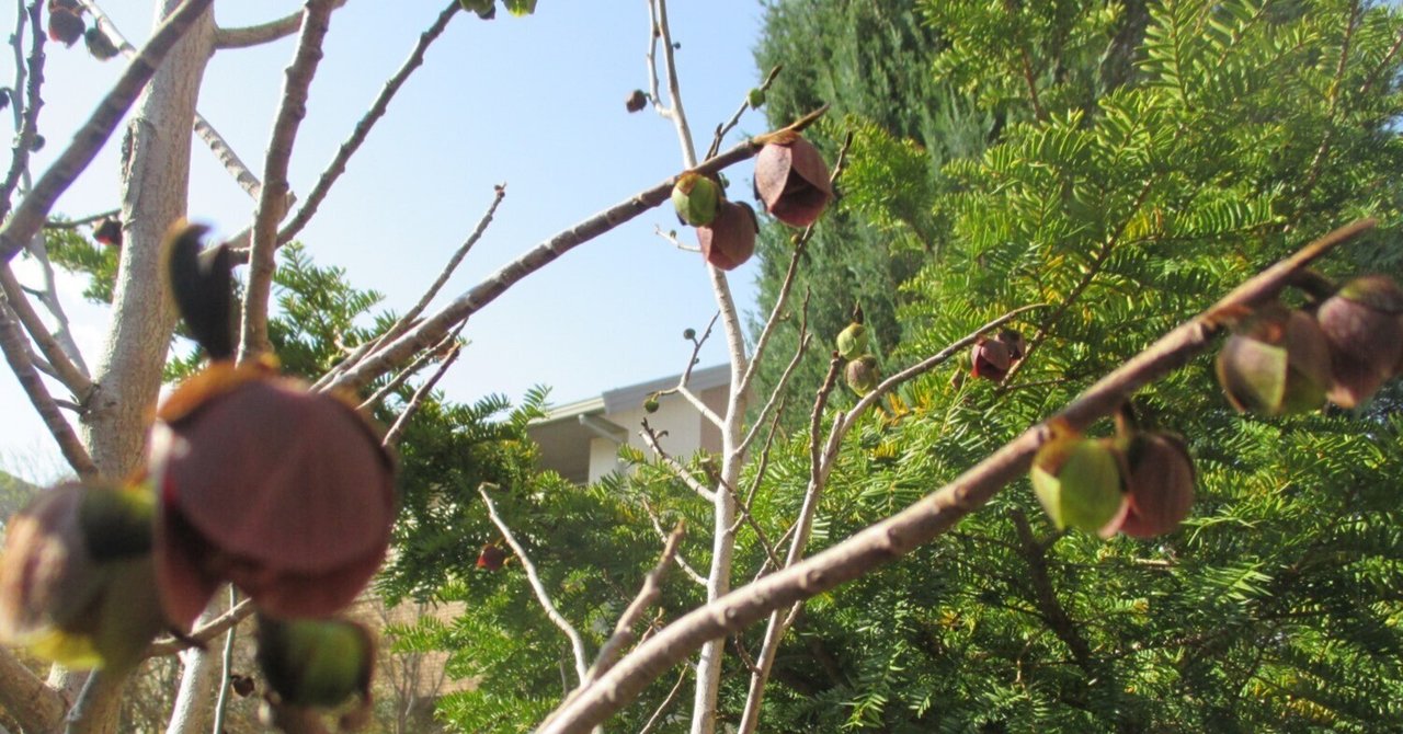 ぽんちゃん様専用「木を植えよう」