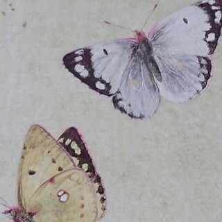 飴山實全句集より 『少長集』を読んで｜haruwo