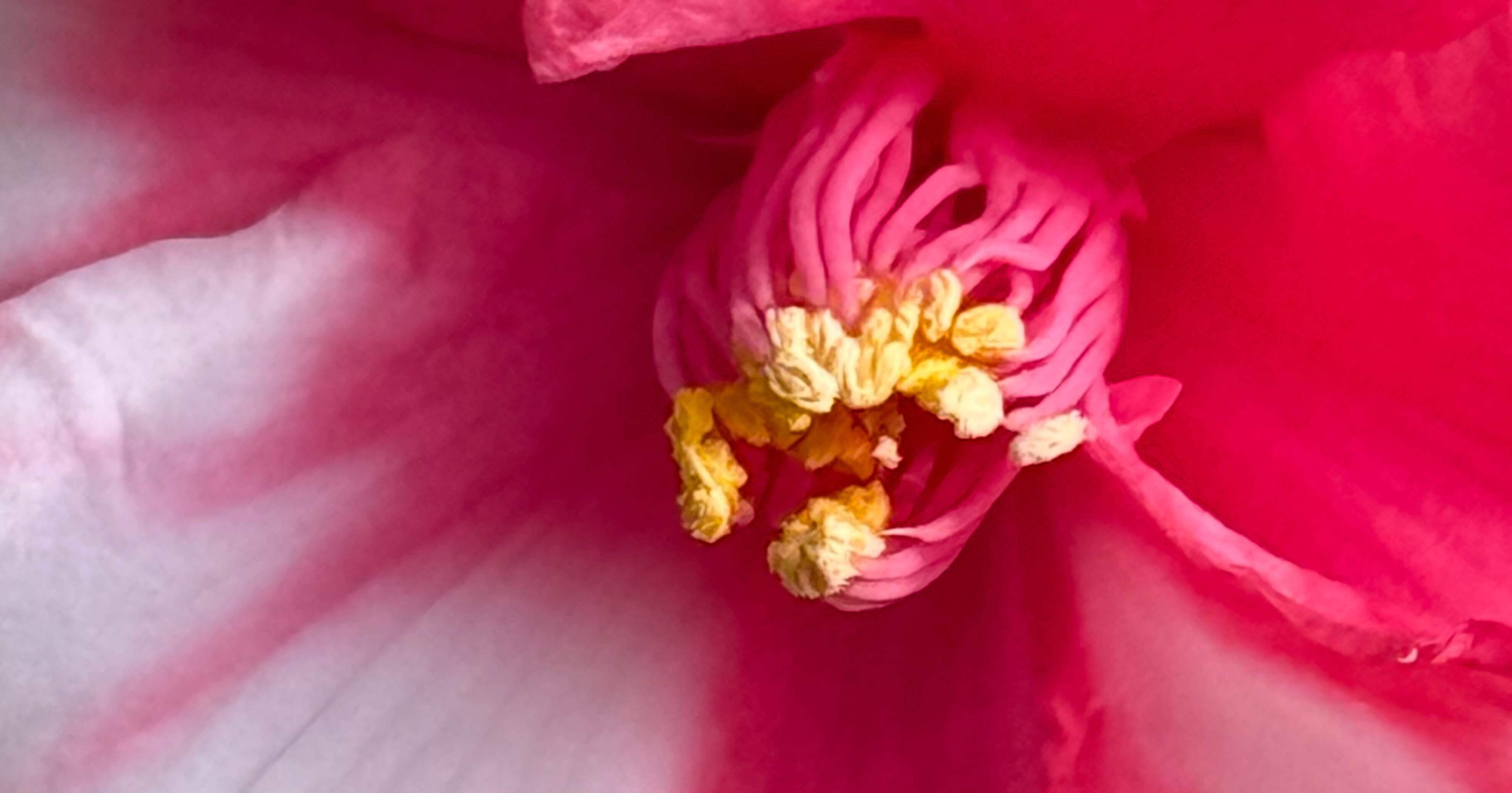 ニシキガサネ 紅白の絞が大胆に入る古典椿｜EGGSEED