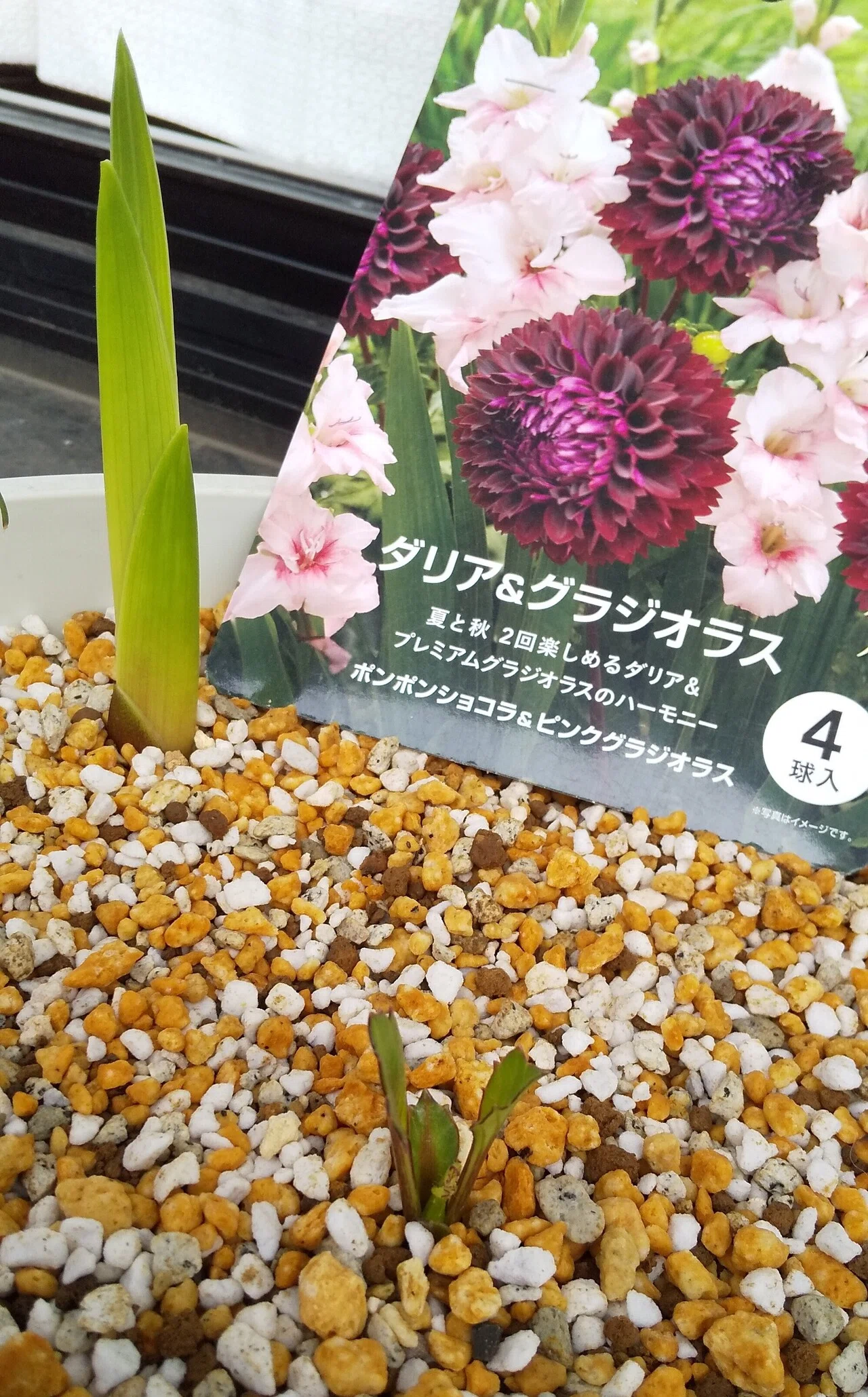 普段行かないスーパーでたまたま見つけたダリアとグラジオラスの