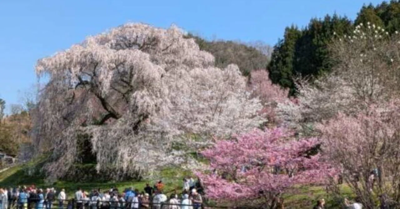 365日色の話＋ 友の奈良の桜お裾分け頂きました❣素晴らしい！有名