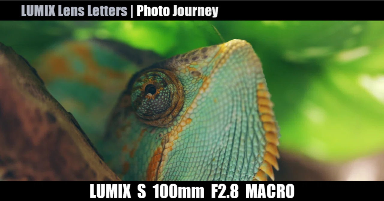 LUMIX S 100mm F2.8 MACRO 【Photo Journey #12】｜LUMIX Lens Letters