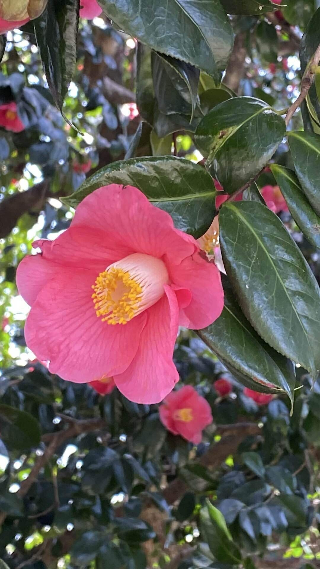 桜が咲いたよ～♪｜いちごまる