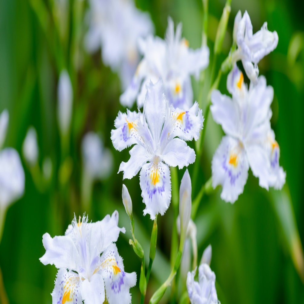 種を作らない不思議な花・シャガ｜ichirin