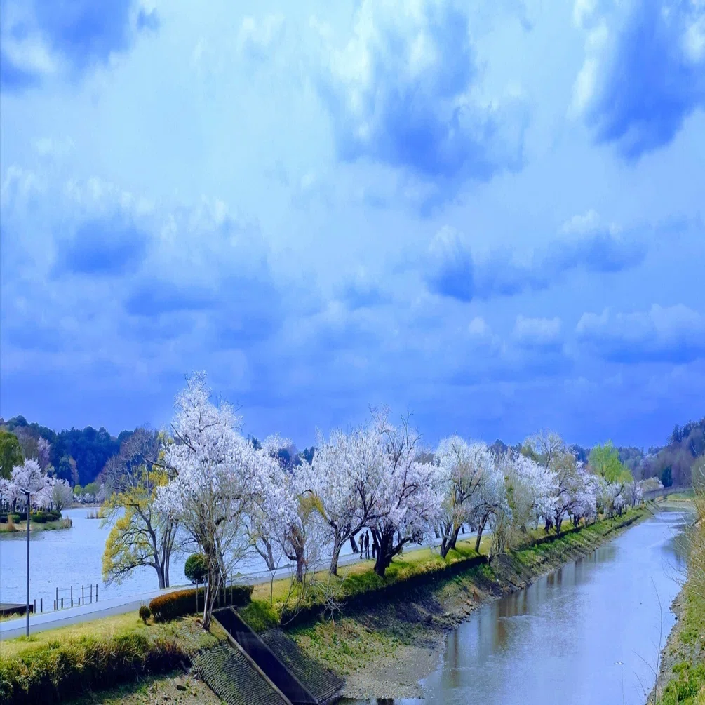 春風に並ぶ桜と人の影 歩む道には希望咲きゆく｜空と光と風太郎