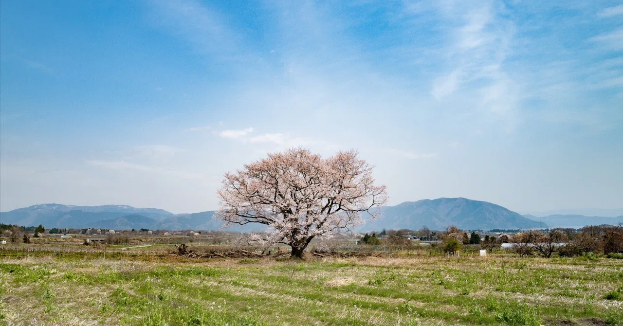 北近江に人知れず咲き続ける、桜の巨樹たち｜風街観光社（Shozo Nishioka）