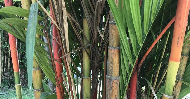 映画 夕霧花園 のコロニアリズムとオリエンタリズムで 頭疲れた 萩谷 海 note