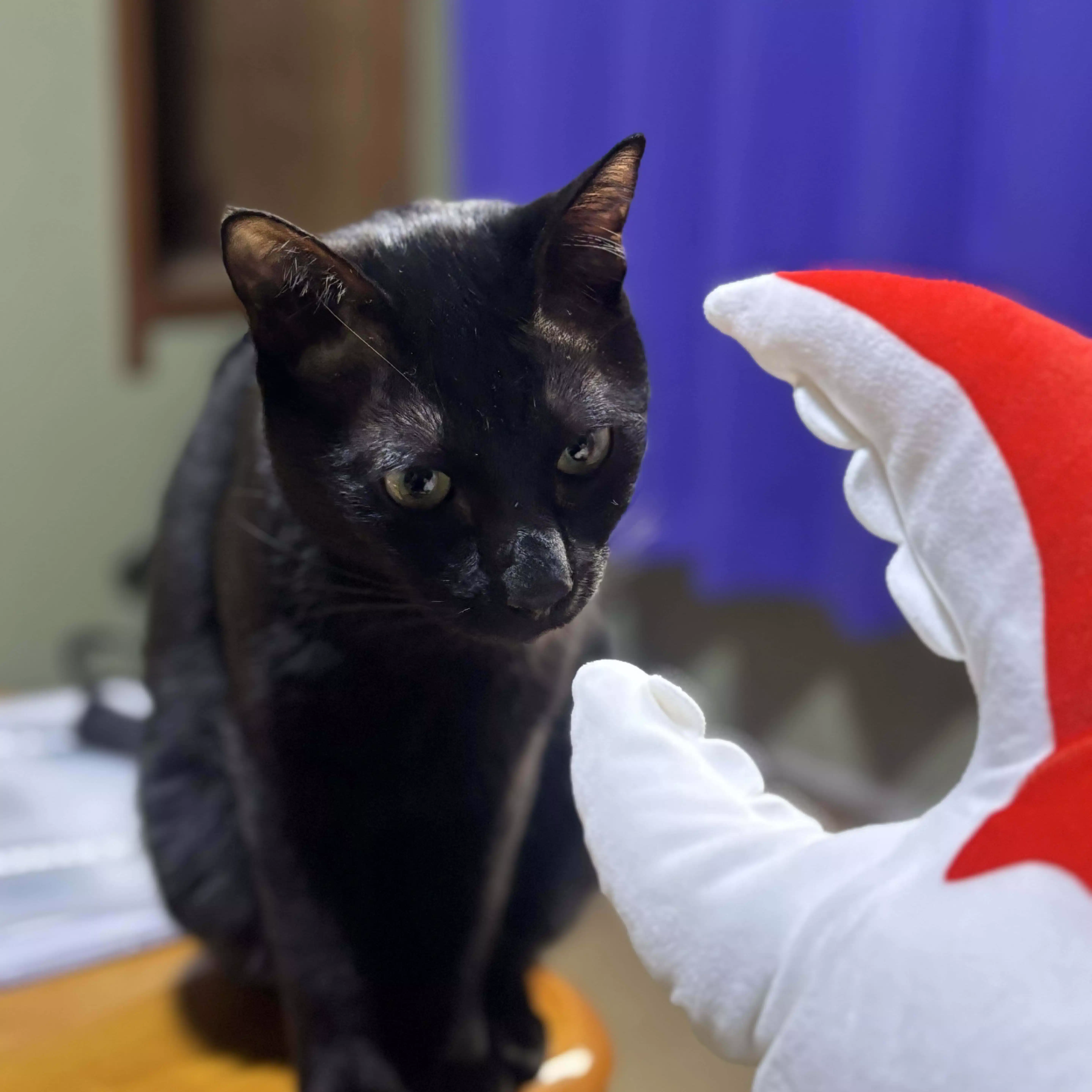 ヨピ