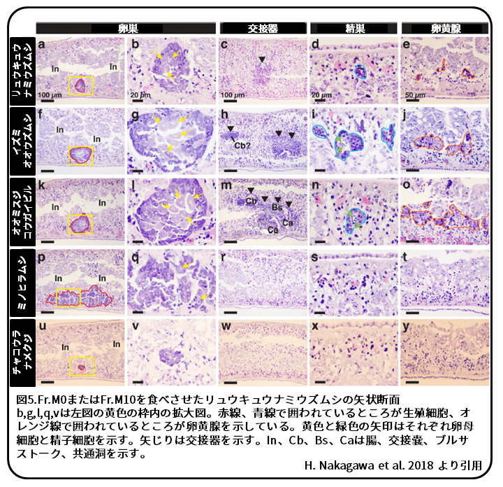 プラナリアの有性化物質その2 いろいろなプラナリア 論文紹介 かわいせーざん 基礎研究っておもしろい 生物編 Note