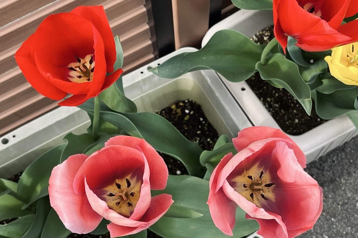 I never knew tulips were such vibrant colors!｜倉本シオ