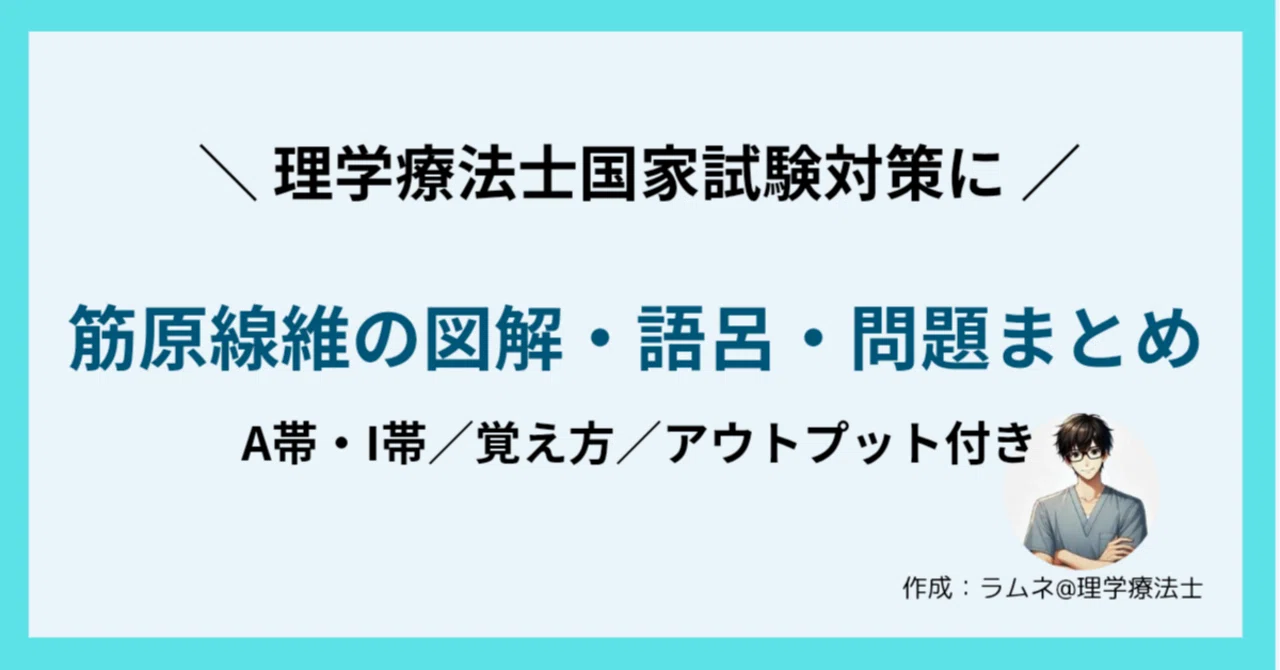 PT国家試験対策】 筋原線維｜図解・語呂・一問一答で一発理解！｜ラムネ