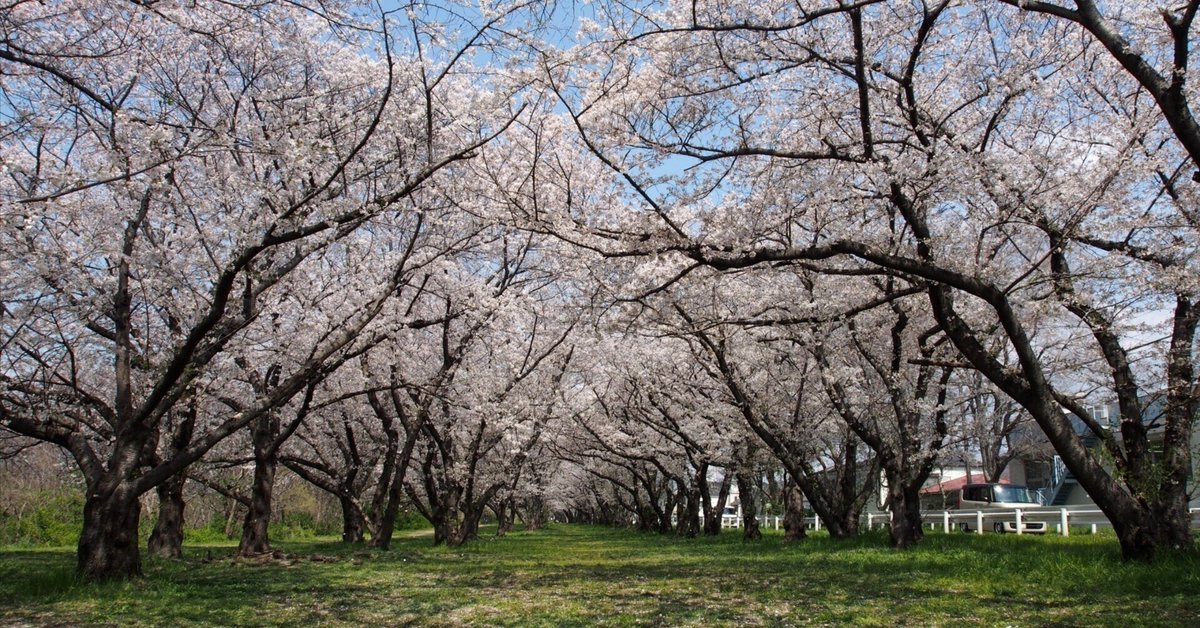 武庫川河川敷 尼崎重機付近2025年4月7日【桜の並木道】｜レタス