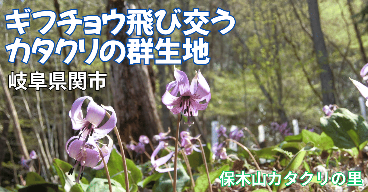 ギフチョウ飛び交うカタクリの群生地 保木山カタクリの里(岐阜県関市