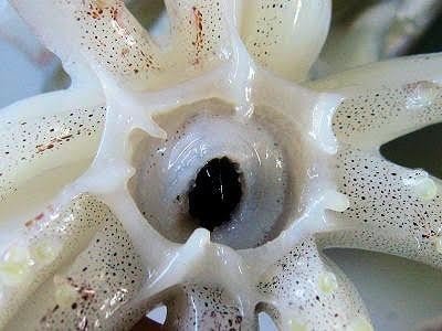 第3回 カラスとトンビは鳥だけ 翆野 大地 Note