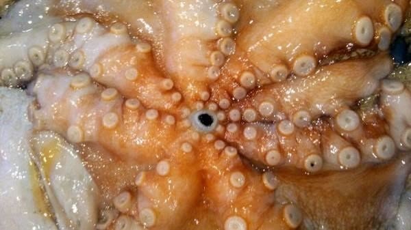 第3回 カラスとトンビは鳥だけ 翆野 大地 Note