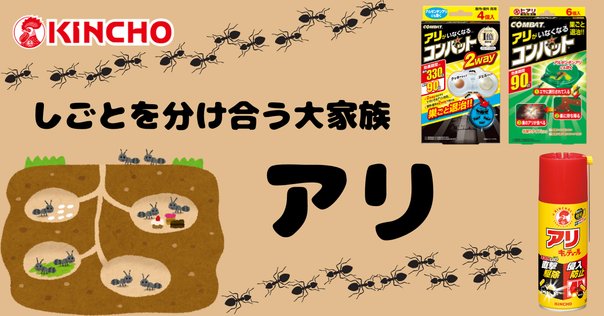 太陽と蟻 蟻の大群よ、こんにちは🐜（写真なし）｜わん太郎＠アメリカ駐妻