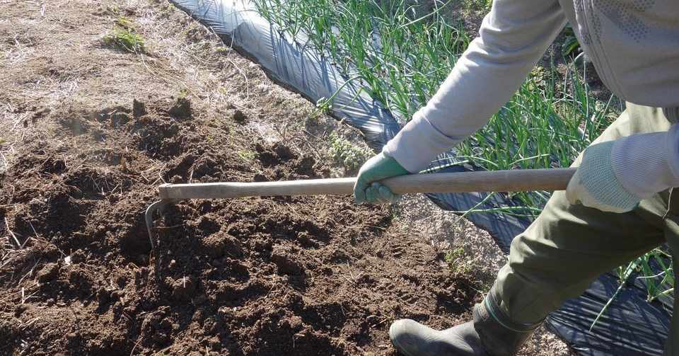 家庭菜園ブログを初心者向けに始めたきっかけ 庭の土作りから もぐみん 家庭菜園研究家 Note