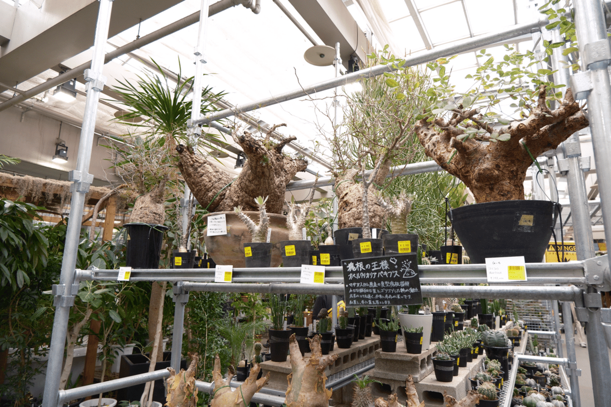オススメ植物屋さん②:オザキフラワーパーク｜OLぴのちゃん