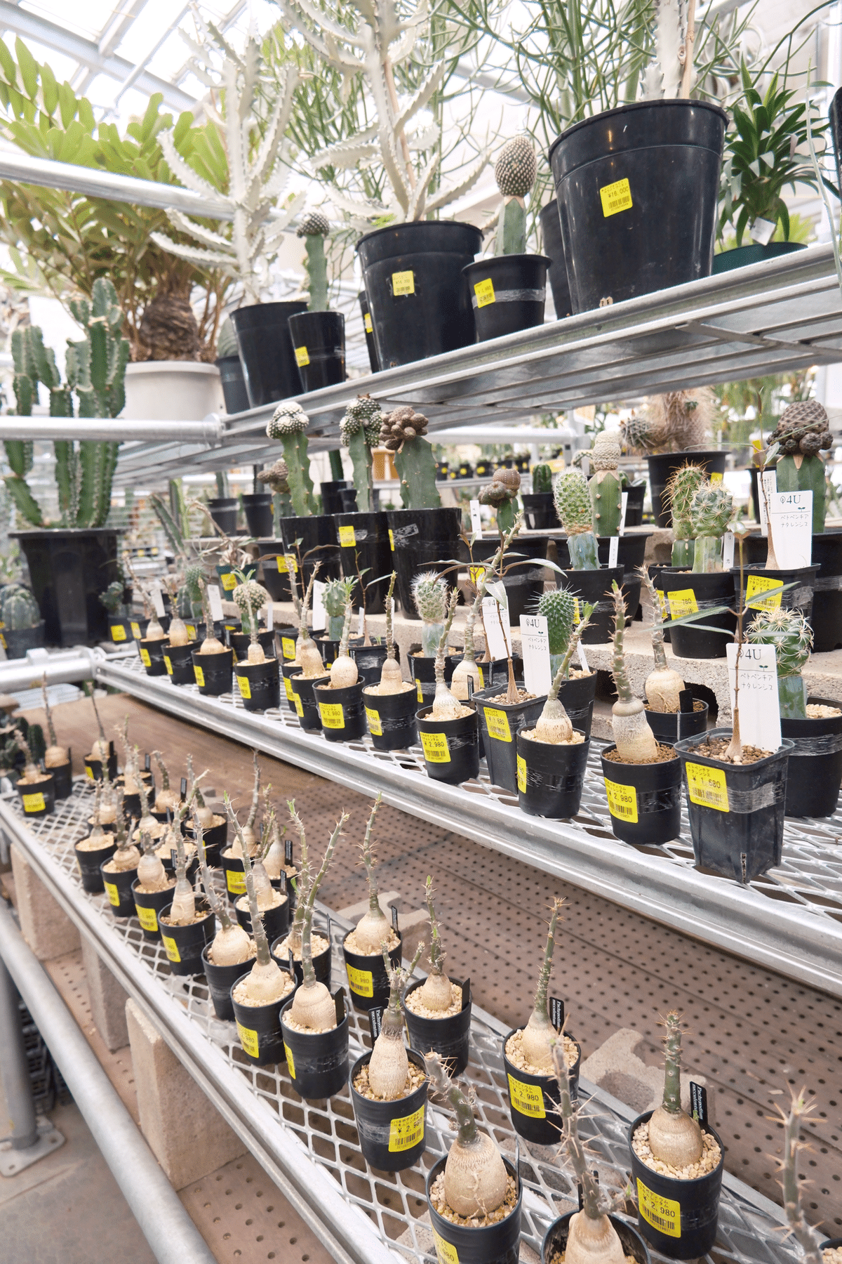 オススメ植物屋さん②:オザキフラワーパーク｜OLぴのちゃん