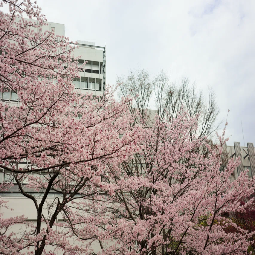 GRⅢx／桜｜masaki_a21