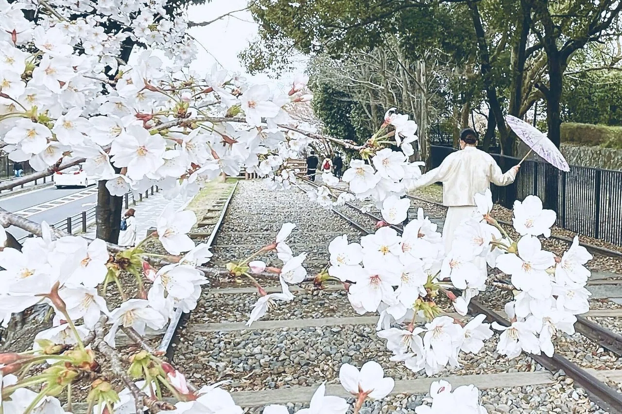 春の京都 〜 photo SAKURA 〜｜ちる