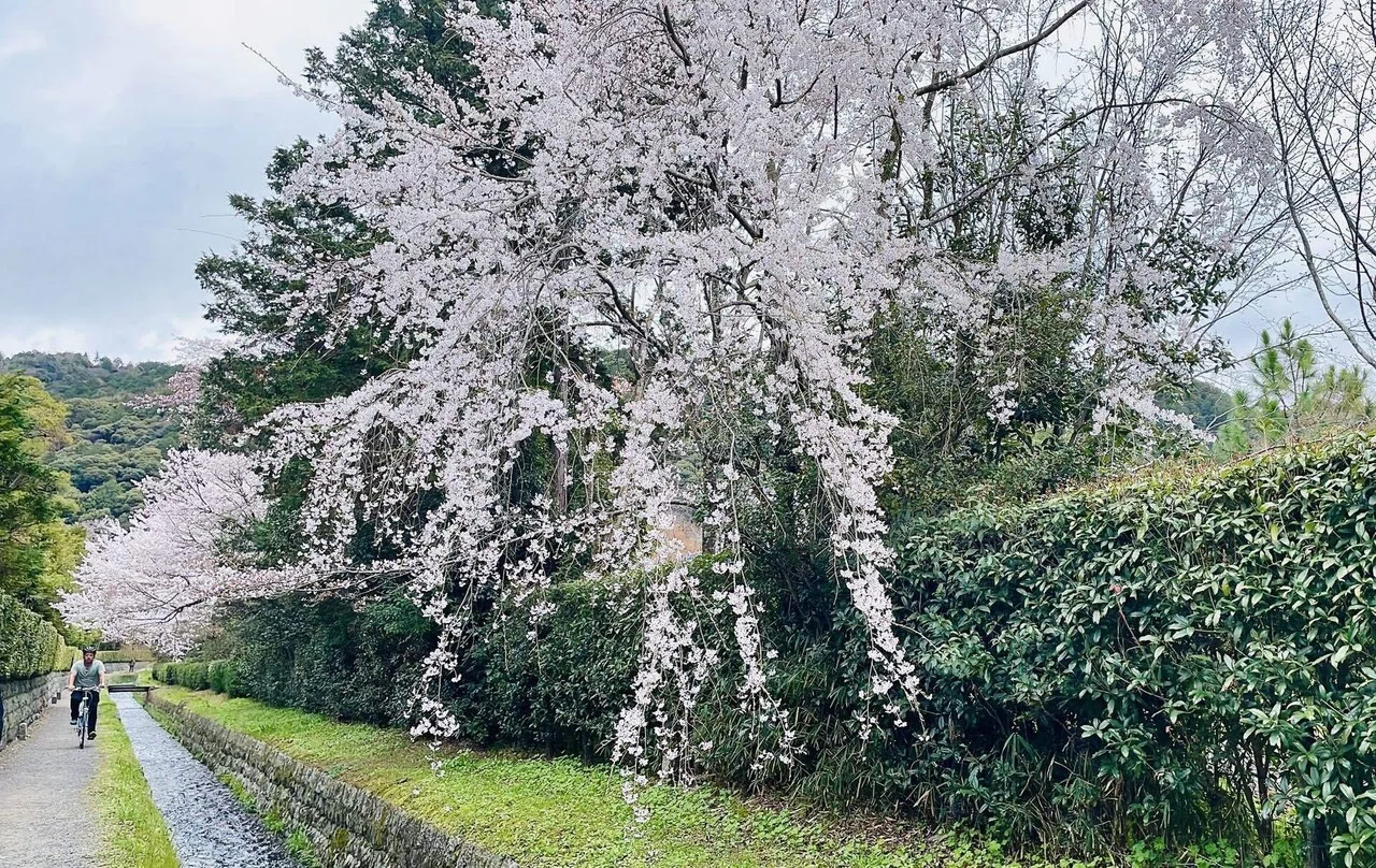 春の京都 〜 photo SAKURA 〜｜ちる