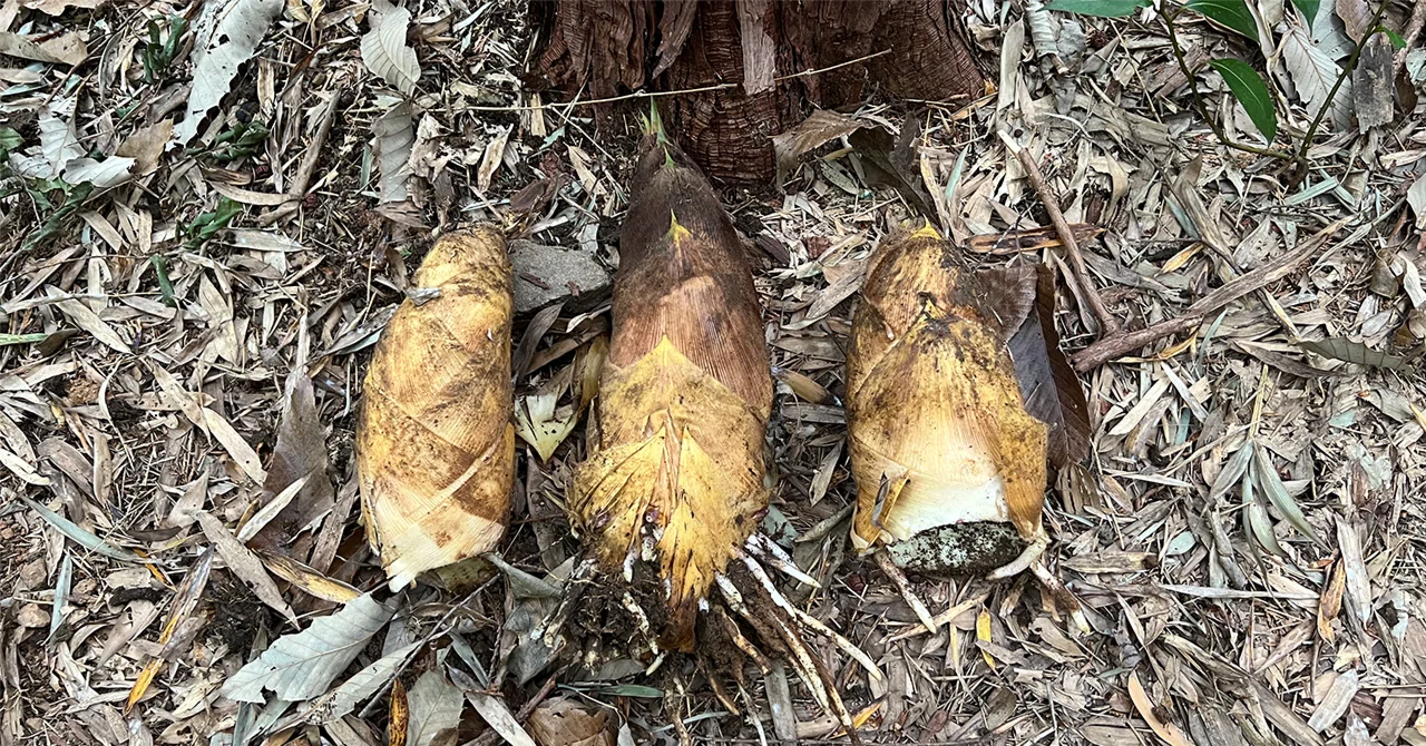 筍の掘り方｜大森 武