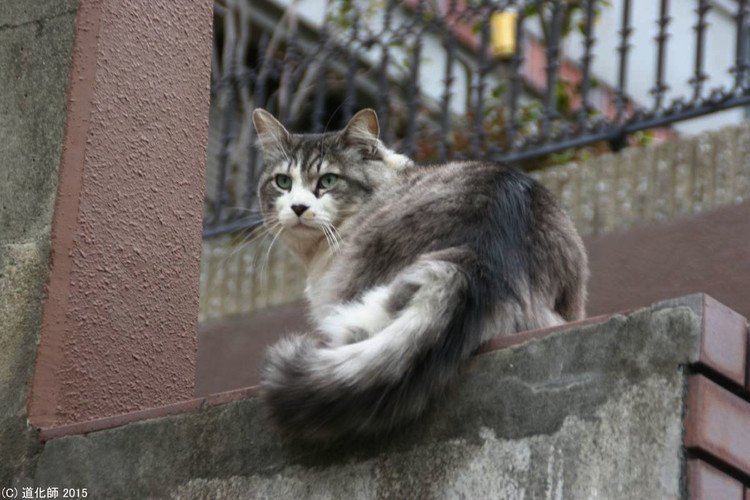 Stray cat 168  #cat #ねこ #ネコ #猫