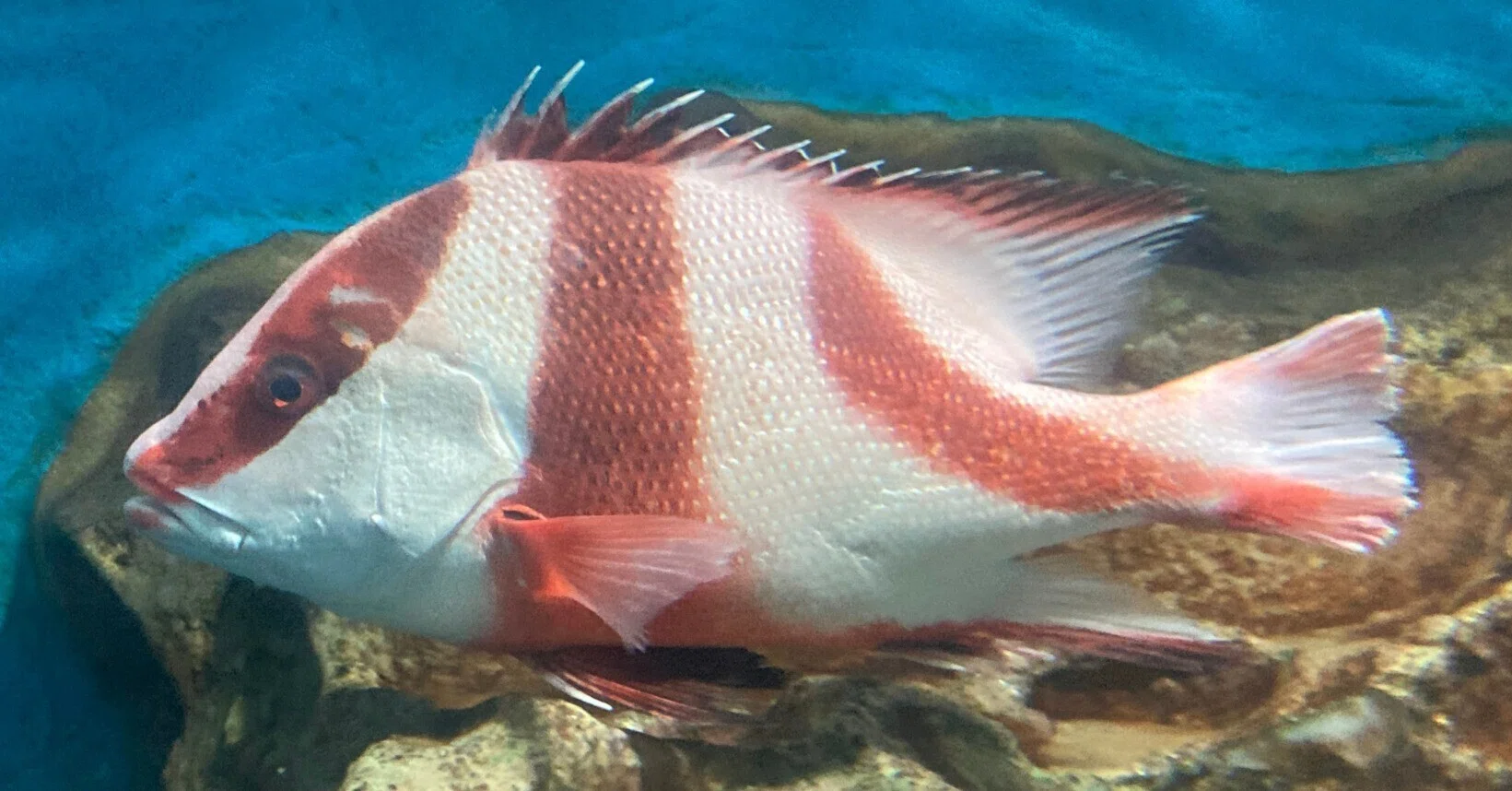センネンダイ《展示動物解説》｜桂浜水族館 公式