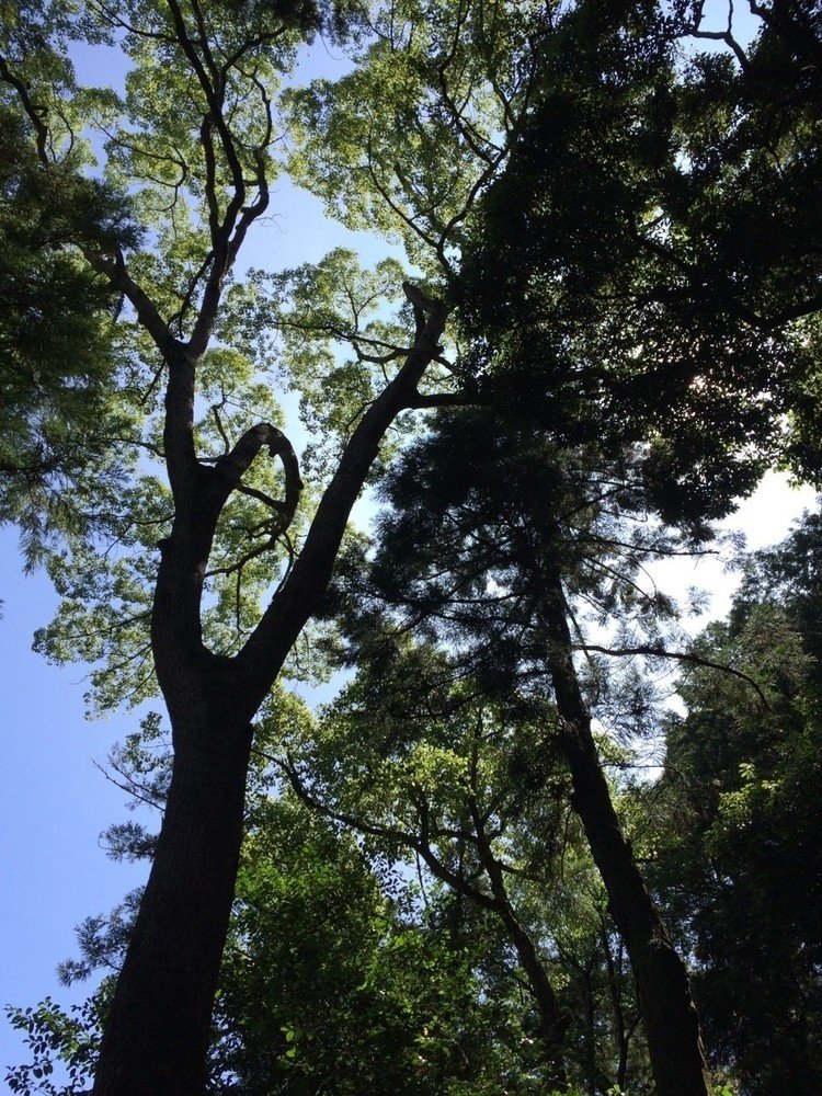 空に伸びる巳杉