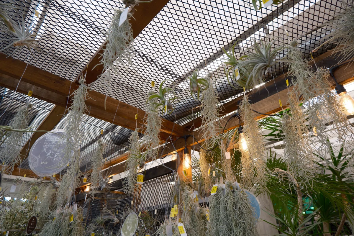 オススメ植物屋さん②:オザキフラワーパーク｜OLぴのちゃん