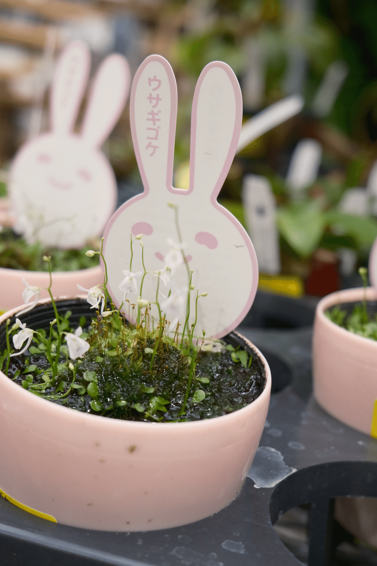 オススメ植物屋さん②:オザキフラワーパーク｜OLぴのちゃん