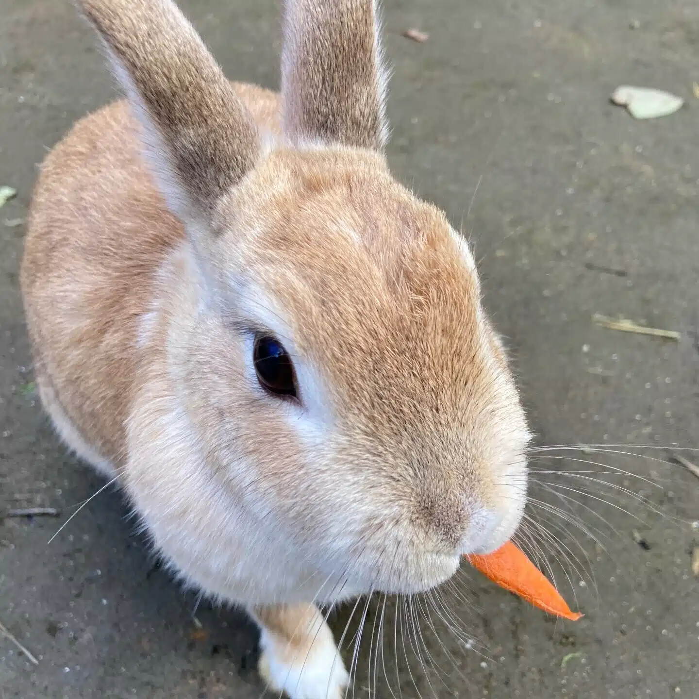 さちこ