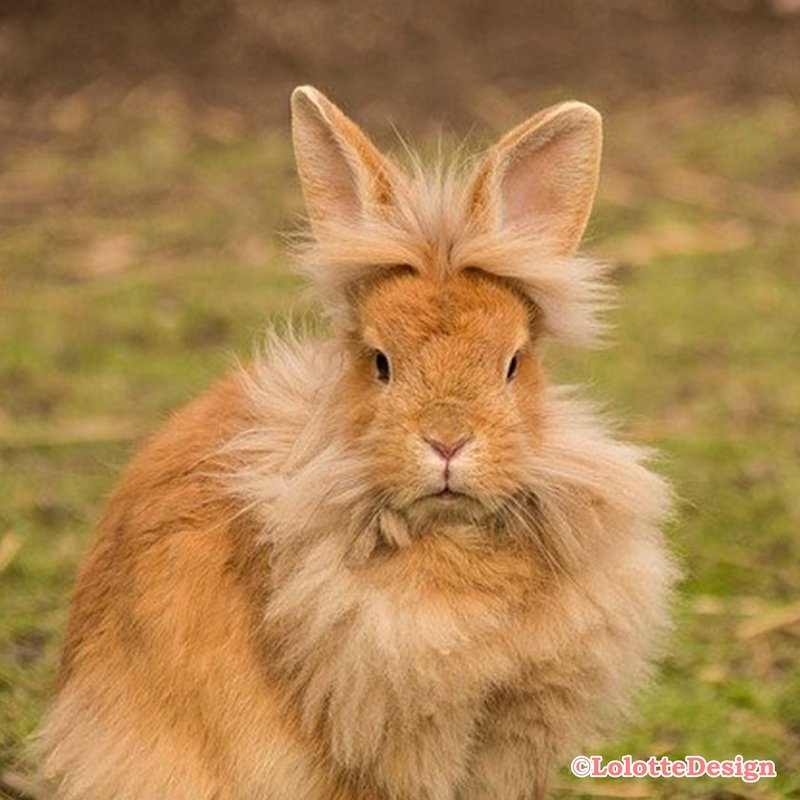 動物研究図鑑 うさぎキャラクターvol 1 Note0037 アニマルイラストレーターryo Note