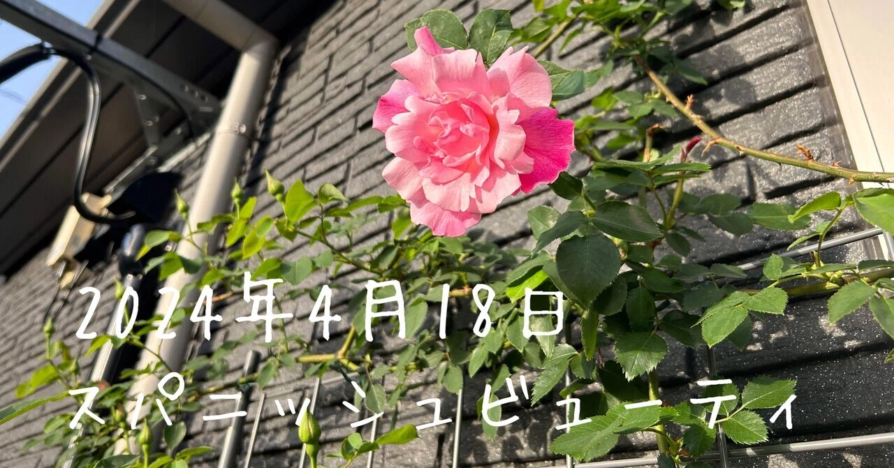 2025年の春薔薇開花はいつ？｜オリーブ～素人が育てる薔薇日記～