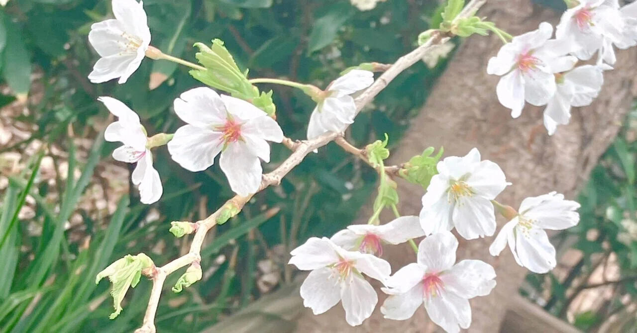 とても変わった、春。|はる谷。