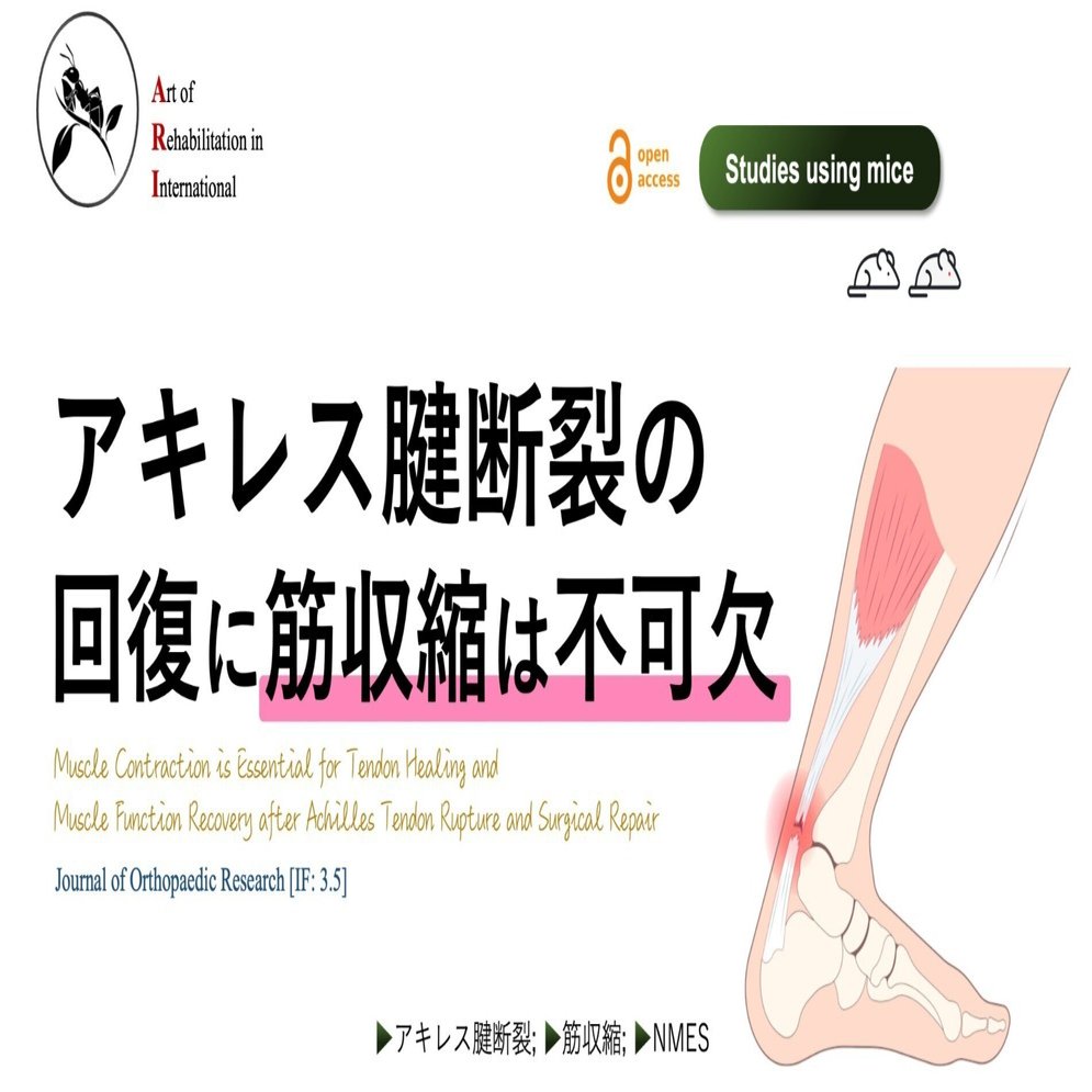 アキレス腱断裂の回復に筋収縮は不可欠｜Super Human | 理学療法