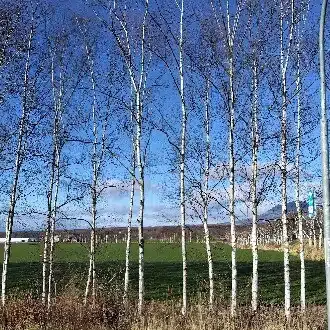 秘密船体五郎丸